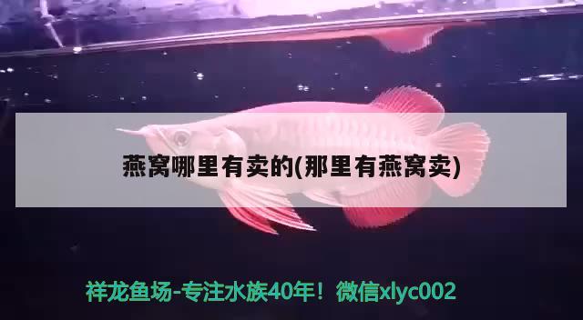 墨衣錦鯉體型特點(diǎn)：墨錦衣服是什么牌子 觀賞魚 第1張