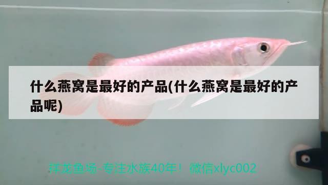 什么樣的龍魚值錢 什么樣的龍魚最貴 祥龍傳奇品牌魚缸 第2張