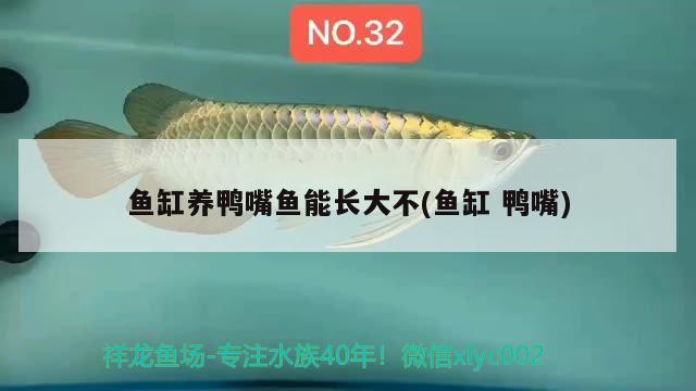 魚缸養(yǎng)鴨嘴魚能長大不(魚缸鴨嘴) 養(yǎng)魚知識