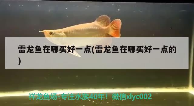 雷龍魚在哪買好一點(diǎn)(雷龍魚在哪買好一點(diǎn)的) 過(guò)背金龍魚