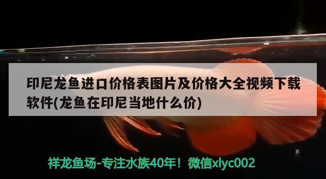 印尼龍魚進(jìn)口價格表圖片及價格大全視頻下載軟件(龍魚在印尼當(dāng)?shù)厥裁磧r) 觀賞魚進(jìn)出口