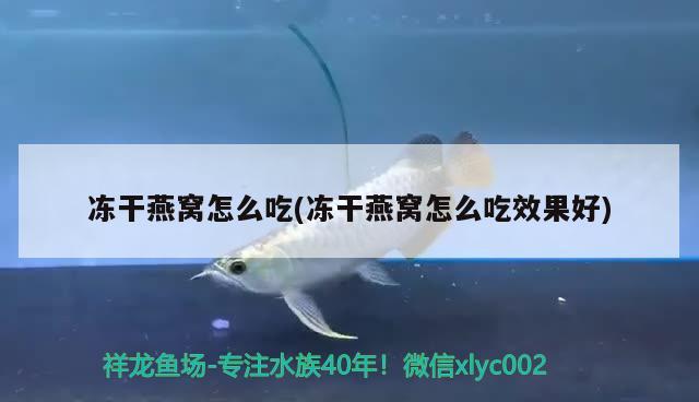 魚缸最好的過濾素材 魚缸過濾最好的濾材 垂釣樂園 第1張