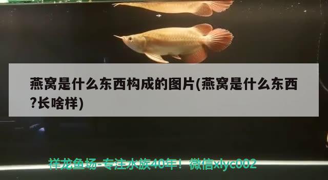 燕窩是什么東西構(gòu)成的圖片(燕窩是什么東西?長啥樣) 馬來西亞燕窩