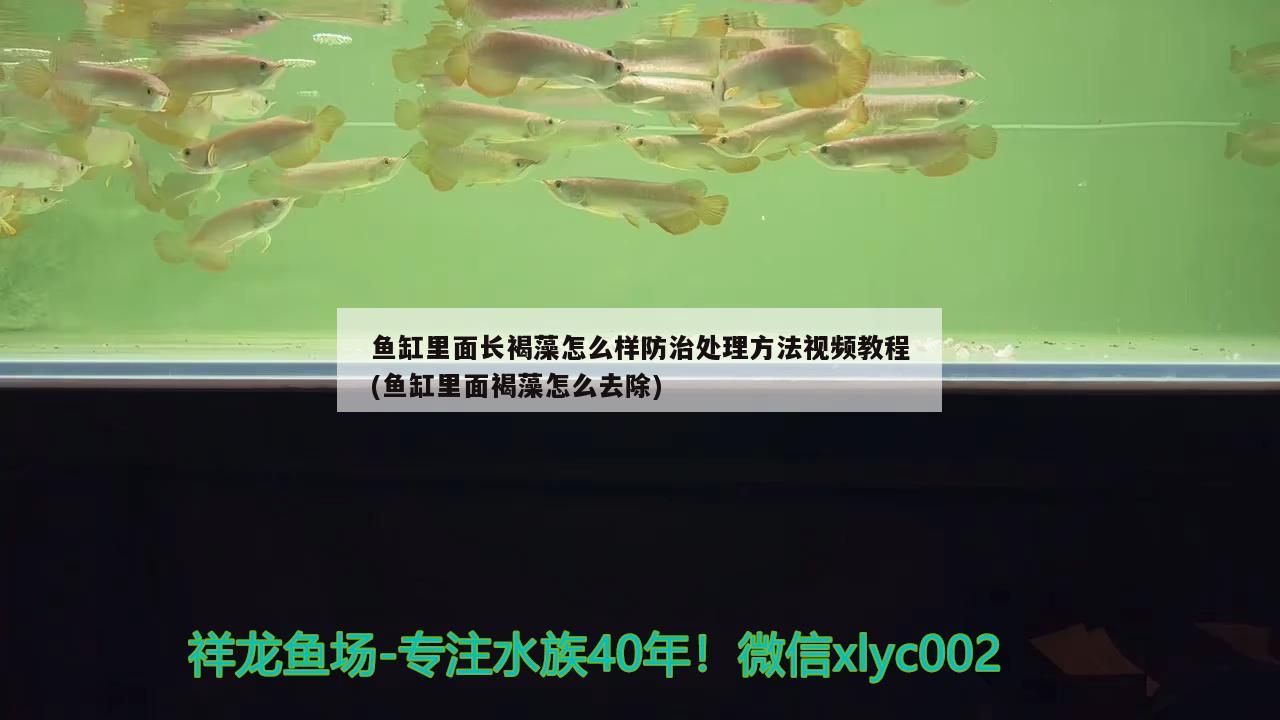 魚(yú)缸里面長(zhǎng)褐藻怎么樣防治處理方法視頻教程(魚(yú)缸里面褐藻怎么去除) 短身紅龍魚(yú)