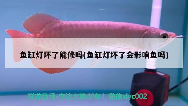 魚缸燈壞了能修嗎(魚缸燈壞了會影響魚嗎) 七彩神仙魚