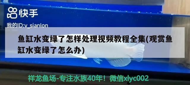 魚缸水變綠了怎樣處理視頻教程全集(觀賞魚缸水變綠了怎么辦) 二氧化碳設(shè)備