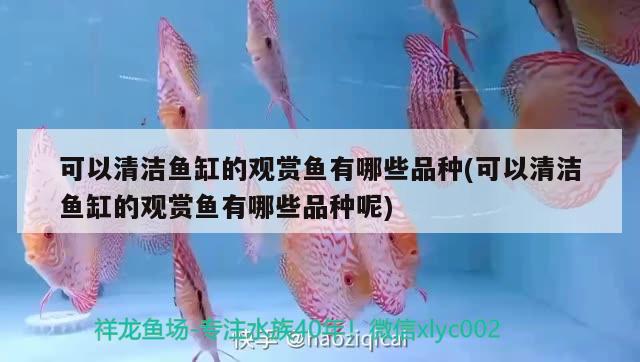 可以清潔魚缸的觀賞魚有哪些品種(可以清潔魚缸的觀賞魚有哪些品種呢) 女王大帆魚