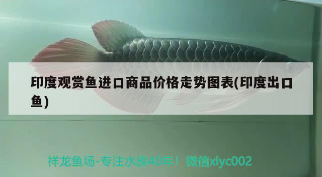 虎魚和龍魚混養(yǎng)溫度多少合適啊（虎魚能和龍魚一起養(yǎng)嗎） 虎魚百科 第1張