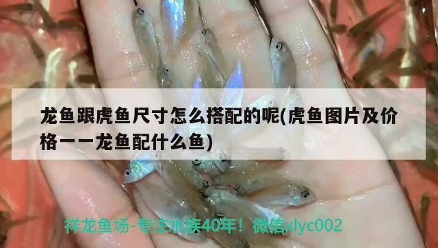 人用麻藥可以給龍魚用嗎圖片大全（龍魚麻醉多久可以吃東西） 鸚鵡魚