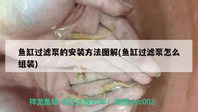 魚缸過濾泵的安裝方法圖解(魚缸過濾泵怎么組裝) 印尼三紋虎