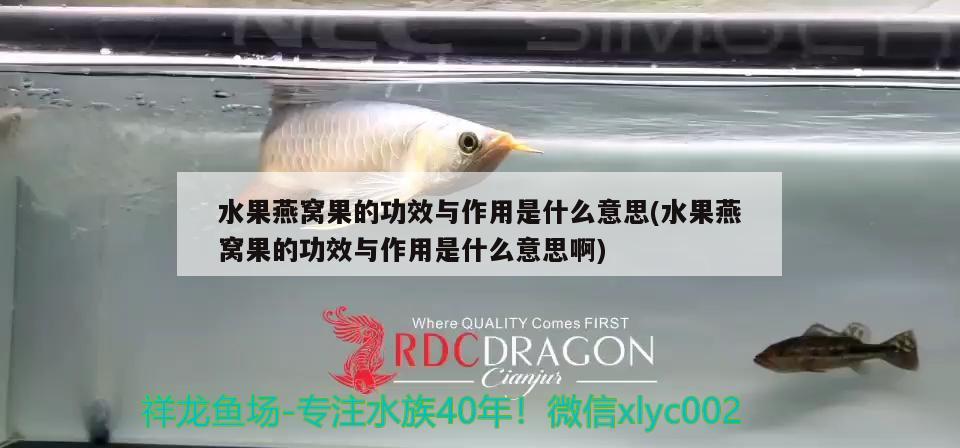 龍魚可以一直吃面包蟲嗎(龍魚可以一直吃面包蟲嗎為什么) 肺魚