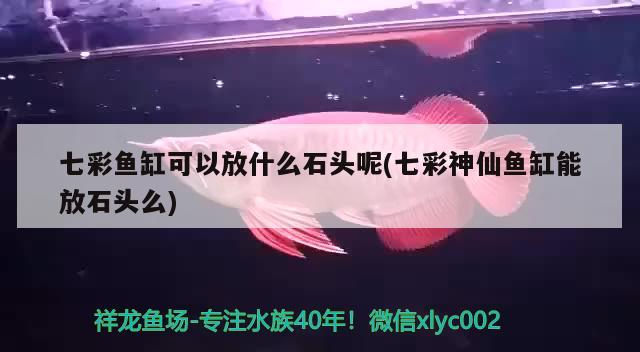 七彩魚缸可以放什么石頭呢(七彩神仙魚缸能放石頭么) 七彩神仙魚