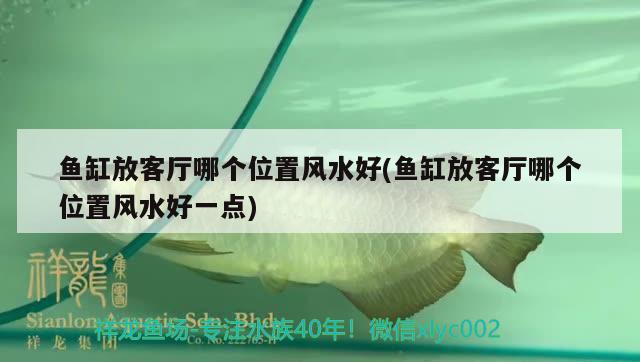 魚缸放客廳哪個位置風水好(魚缸放客廳哪個位置風水好一點)