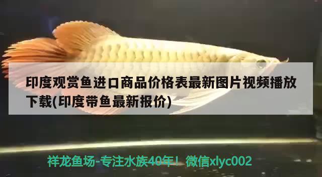 印度觀賞魚進(jìn)口商品價格表最新圖片視頻播放下載(印度帶魚最新報(bào)價) 觀賞魚進(jìn)出口