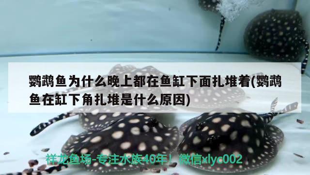 鸚鵡魚為什么晚上都在魚缸下面扎堆著(鸚鵡魚在缸下角扎堆是什么原因) 鸚鵡魚