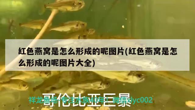 銀龍魚喜歡光嗎，銀龍魚喜歡什么光，銀龍魚喜歡光嗎和銀龍魚喜歡什么光 銀龍魚 第1張