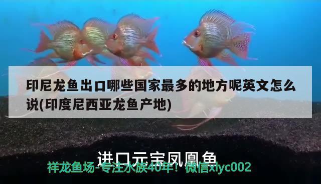 印尼龍魚出口哪些國家最多的地方呢英文怎么說(印度尼西亞龍魚產地) 觀賞魚進出口