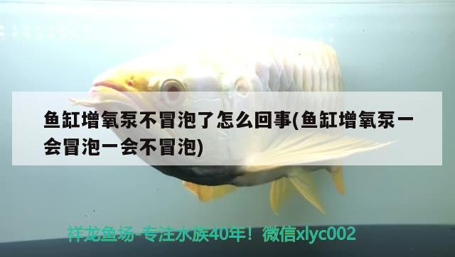 魚(yú)缸增氧泵不冒泡了怎么回事(魚(yú)缸增氧泵一會(huì)冒泡一會(huì)不冒泡) 水族雜談