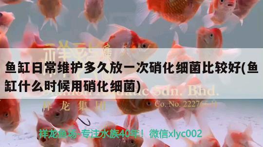 虎斑魚觀賞魚品種圖片（虎斑魚觀賞魚品種圖片介紹） 虎魚百科 第1張