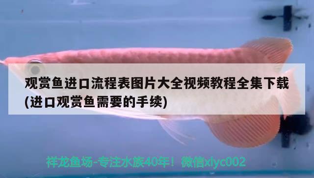 觀賞魚進口流程表圖片大全視頻教程全集下載(進口觀賞魚需要的手續(xù))