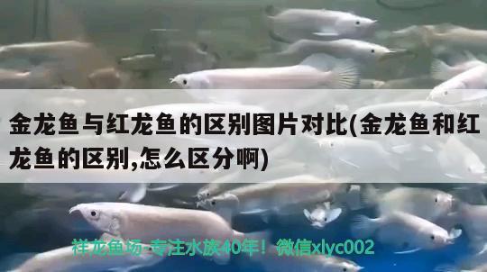 地圖魚蒙眼病防治方法