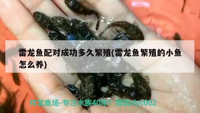 上海觀賞魚進(jìn)口商店地址查詢電話(上海浦東觀賞魚批發(fā)) 觀賞魚進(jìn)出口