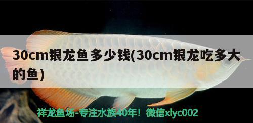 30cm銀龍魚(yú)多少錢(qián)(30cm銀龍吃多大的魚(yú)) 銀龍魚(yú)