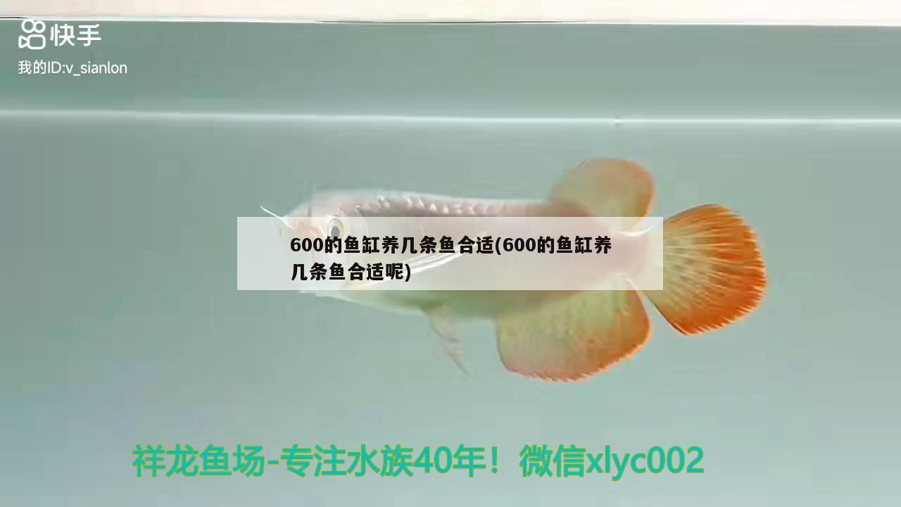 600的魚缸養(yǎng)幾條魚合適(600的魚缸養(yǎng)幾條魚合適呢)