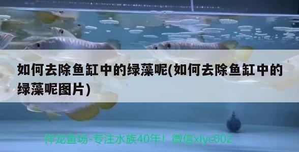 陽江水族箱怎么用濾材？，陽江水族器材怎么用？ 魚缸/水族箱 第2張