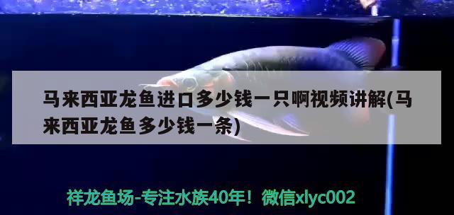 馬來西亞龍魚進口多少錢一只啊視頻講解(馬來西亞龍魚多少錢一條)