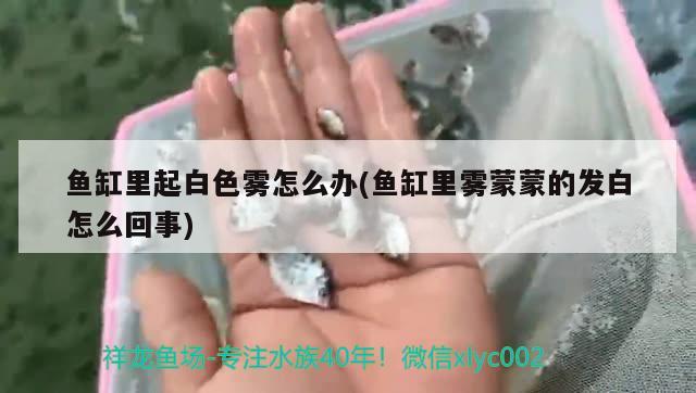 魚缸里起白色霧怎么辦(魚缸里霧蒙蒙的發(fā)白怎么回事)