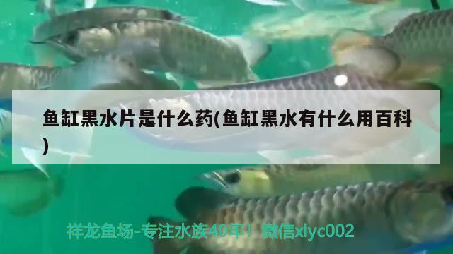 魚(yú)缸黑水片是什么藥(魚(yú)缸黑水有什么用百科)