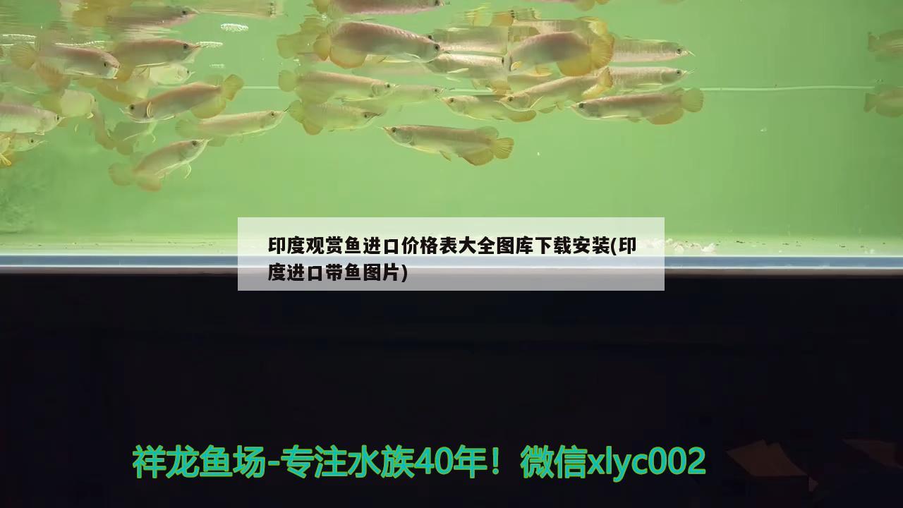 印度觀賞魚進口價格表大全圖庫下載安裝(印度進口帶魚圖片)