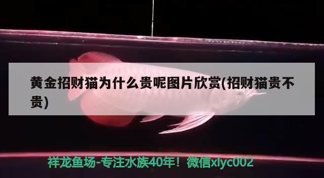 伊罕加熱棒已經(jīng)調(diào)到極限：伊罕加熱棒加熱升不上去