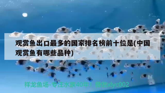 觀賞魚出口最多的國家排名榜前十位是(中國觀賞魚有哪些品種)