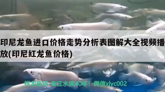 印尼龍魚進(jìn)口價(jià)格走勢分析表圖解大全視頻播放(印尼紅龍魚價(jià)格) 紅龍魚百科