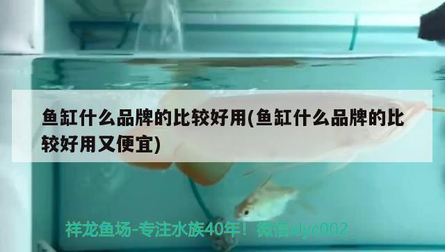 魚缸什么品牌的比較好用(魚缸什么品牌的比較好用又便宜) 元寶鳳凰魚專用魚糧