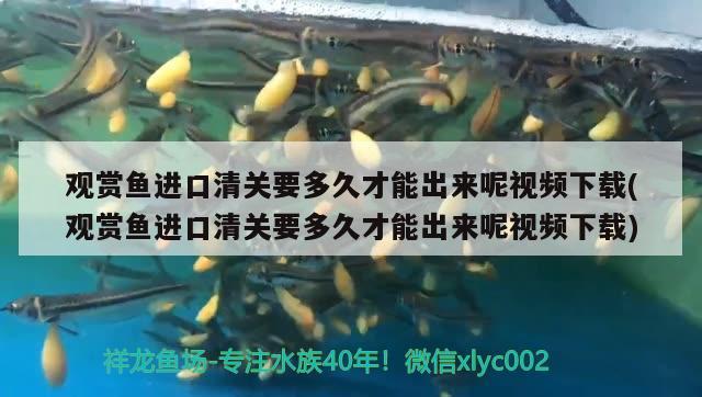 觀賞魚進口清關要多久才能出來呢視頻下載(觀賞魚進口清關要多久才能出來呢視頻下載)