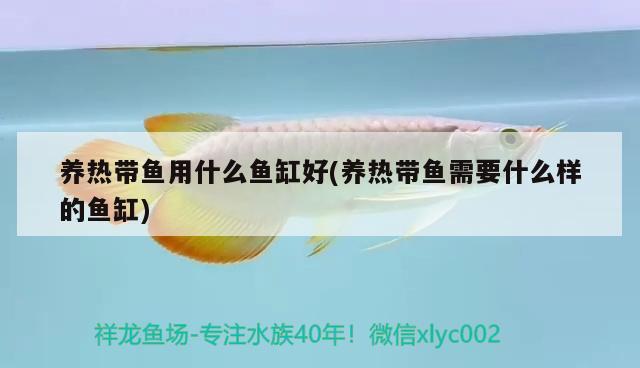 養(yǎng)熱帶魚用什么魚缸好(養(yǎng)熱帶魚需要什么樣的魚缸) 南美異形觀賞魚