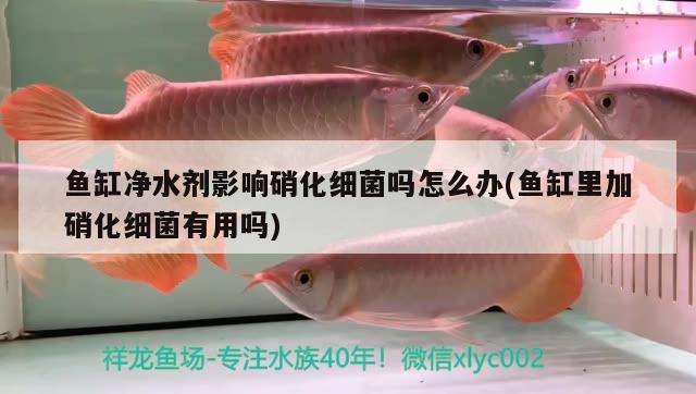 廈門市思明區(qū)琳西旺水族店 全國(guó)水族館企業(yè)名錄 第1張