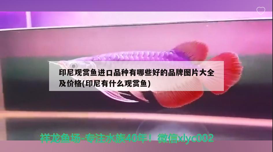 印尼觀賞魚進(jìn)口品種有哪些好的品牌圖片大全及價格(印尼有什么觀賞魚) 觀賞魚進(jìn)出口