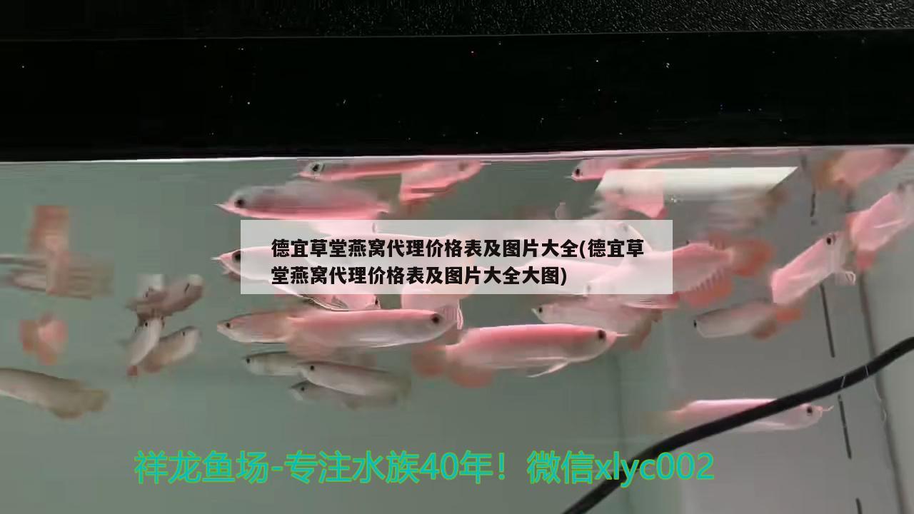 單色孔雀魚有哪些（單色孔雀魚品種大全） 白子黑帝王魟魚 第2張