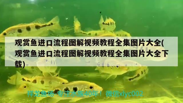 觀賞魚進(jìn)口流程圖解視頻教程全集圖片大全(觀賞魚進(jìn)口流程圖解視頻教程全集圖片大全下載) 觀賞魚進(jìn)出口