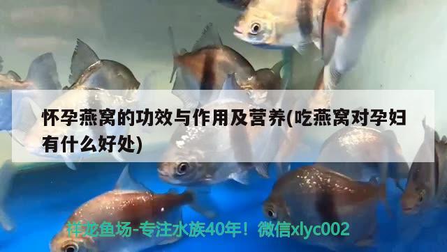 銀龍魚(yú)爛尾爛鰭不吃東西了怎么辦呢（銀龍魚(yú)爛尾爛鰭不吃東西了怎么辦呢怎么治）