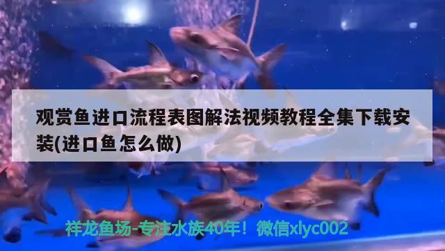 觀賞魚進(jìn)口流程表圖解法視頻教程全集下載安裝(進(jìn)口魚怎么做) 觀賞魚進(jìn)出口