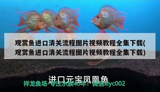 觀賞魚進(jìn)口清關(guān)流程圖片視頻教程全集下載(觀賞魚進(jìn)口清關(guān)流程圖片視頻教程全集下載)