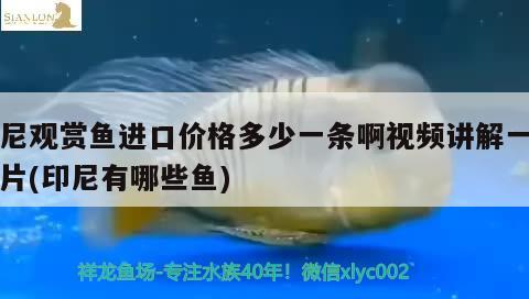 印尼觀賞魚進口價格多少一條啊視頻講解一下圖片(印尼有哪些魚) 觀賞魚進出口