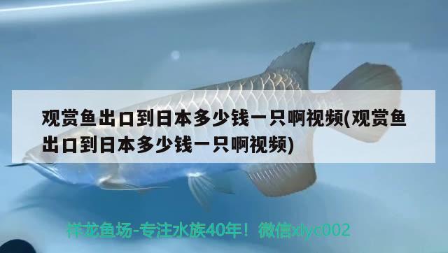 觀賞魚(yú)出口到日本多少錢(qián)一只啊視頻(觀賞魚(yú)出口到日本多少錢(qián)一只啊視頻) 觀賞魚(yú)進(jìn)出口