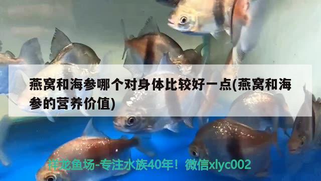 用礦泉水瓶做魚缸過濾器視頻：礦泉水瓶子 魚缸過濾