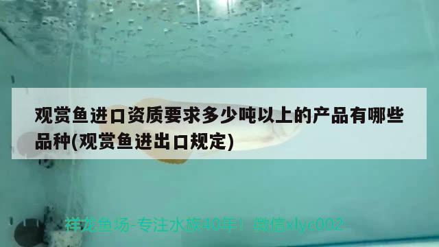 高背金龍魚的養(yǎng)殖方法（高背金龍魚與紅尾金龍魚的區(qū)別） 高背金龍魚 第3張